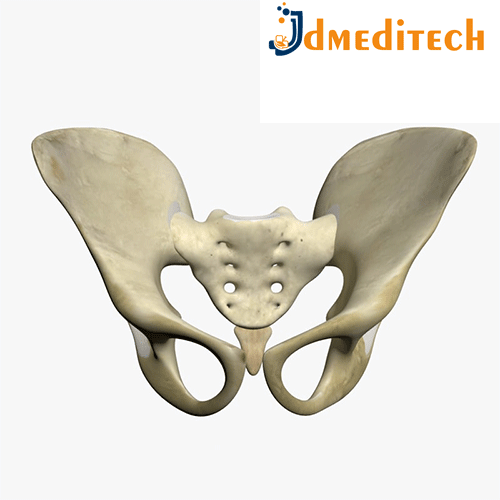 Human Adult Female Pelvis jdmeditech