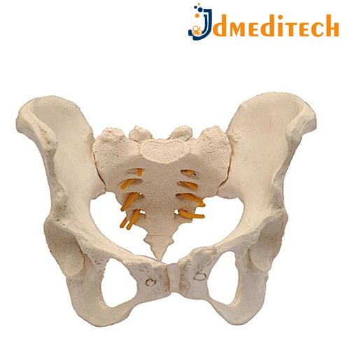 Human Adult Male Pelvis jdmeditech