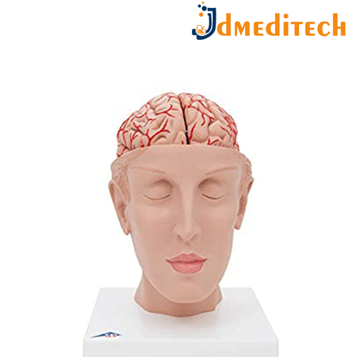 Human Brain With Arteries On Head Model jdmeditech