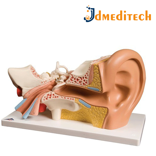 Human Ear Model jdmeditech