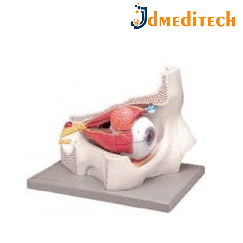 Human Eye With Orbit Model jdmeditech