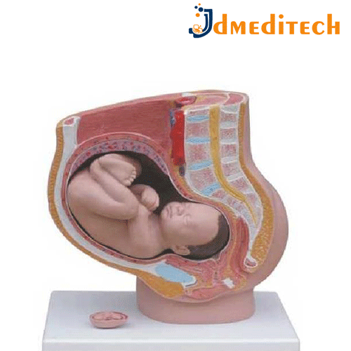 Human Female Pelvis Section jdmeditech