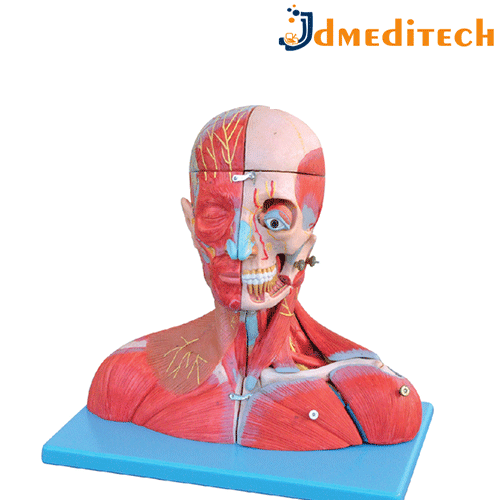 Human Head And Neck With Blood Vessels, Nerves And Brain jdmeditech