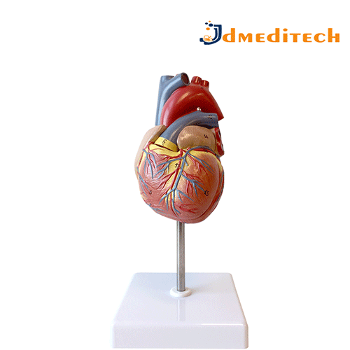 Human Heart Model jdmeditech
