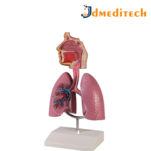 Human Respiratory System Model jdmeditech