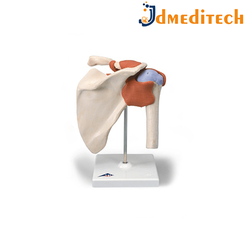 Human Shoulder Joint Model jdmeditech