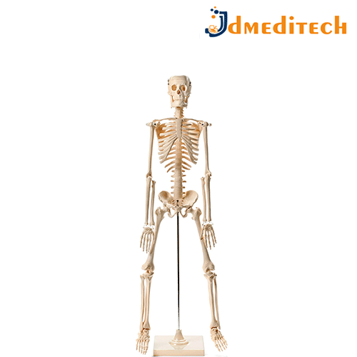 Human Skeleton Model jdmeditech