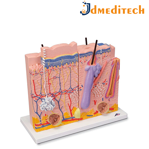 Human Skin Model jdmeditech