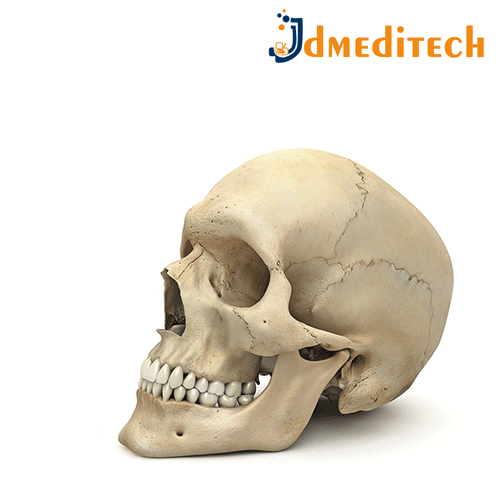 Human Skull Model jdmeditech