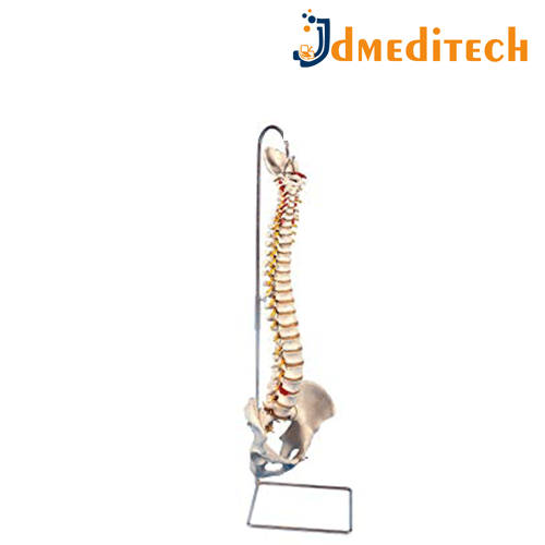 Human Spine Model jdmeditech