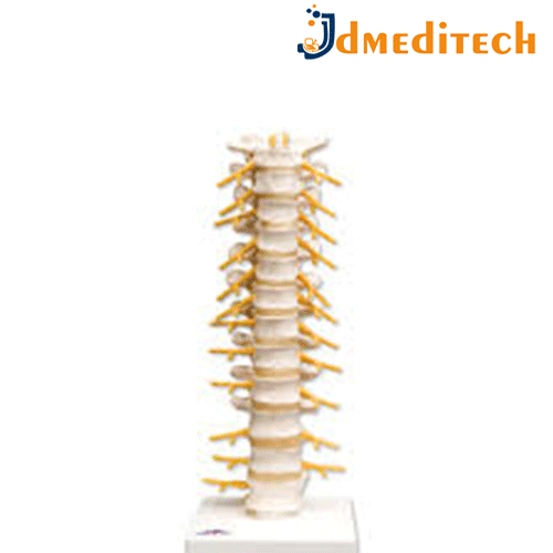 Human Thoracic Spinal Column Model jdmeditech