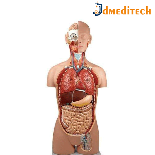 Human Torso Model jdmeditech