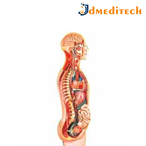 Sympathetic Nervous System Model jdmeditech